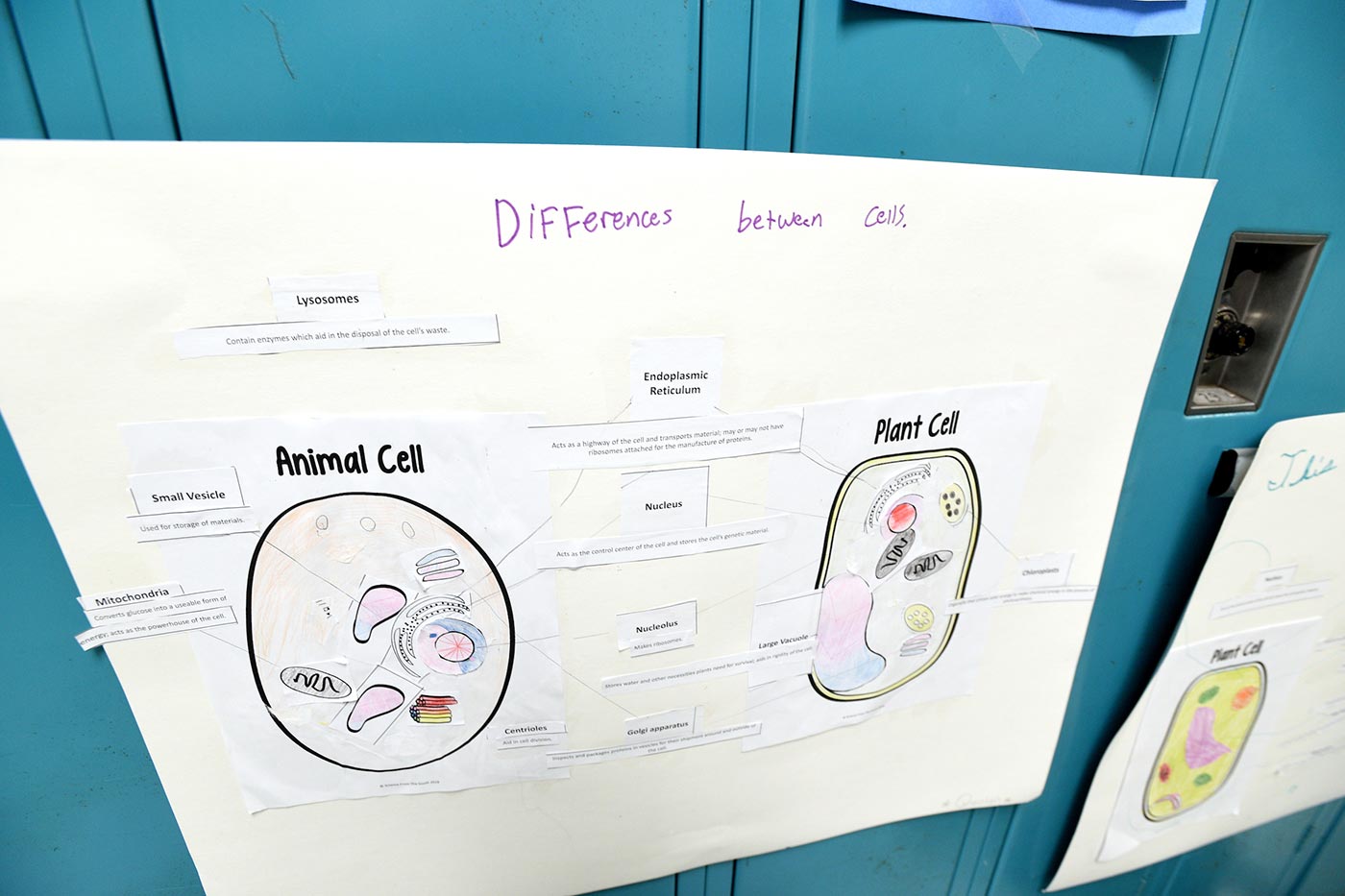 Natchaug school students differentiate between animal and plant cells with craft paper